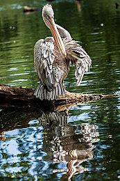 《Muv-Luv Alternative》动画10＆6开播 新预告片公布